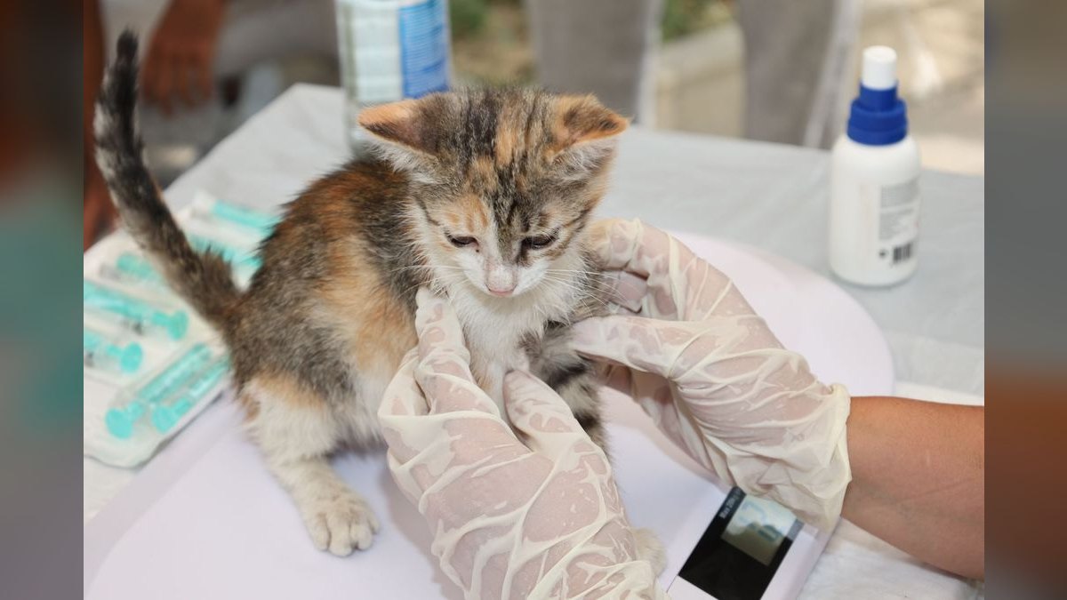 The Best KPIs for Veterinary Clinics in 2027 — figure 2