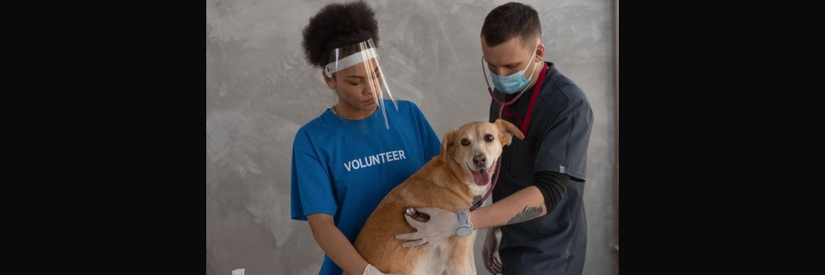 The Best KPIs for Veterinary Clinics in 2027