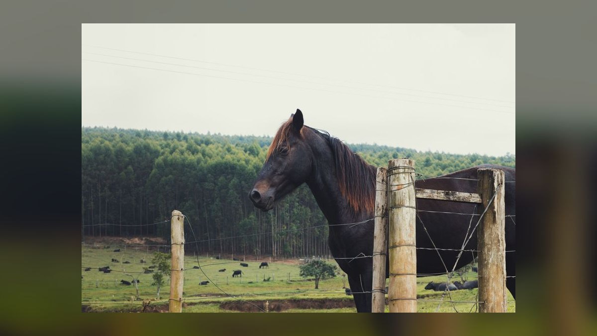 What are the key sales KPIs for the equine breeding industry in 2027 — figure 10
