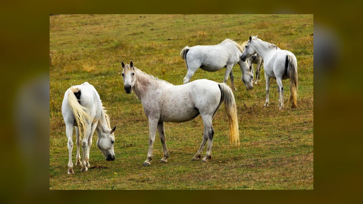What are the key sales KPIs for the equine breeding industry in 2027 — figure 2