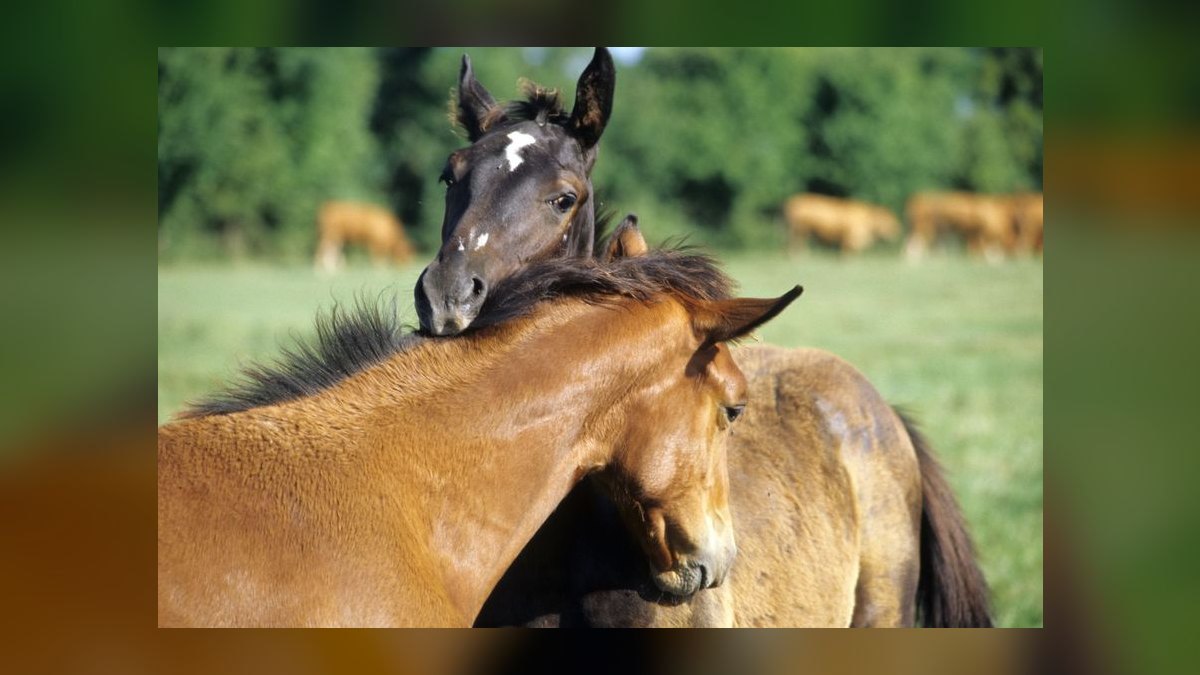 What are the key sales KPIs for the equine breeding industry in 2027 — figure 3
