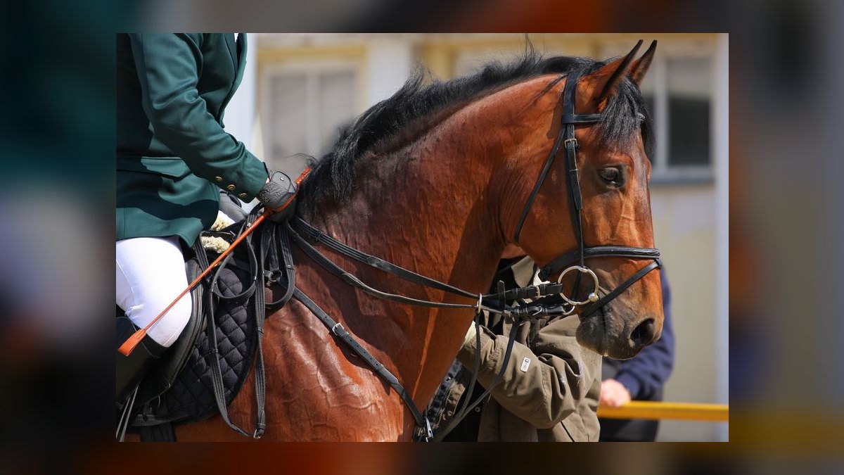 What are the key sales KPIs for the equine breeding industry in 2027 — figure 4