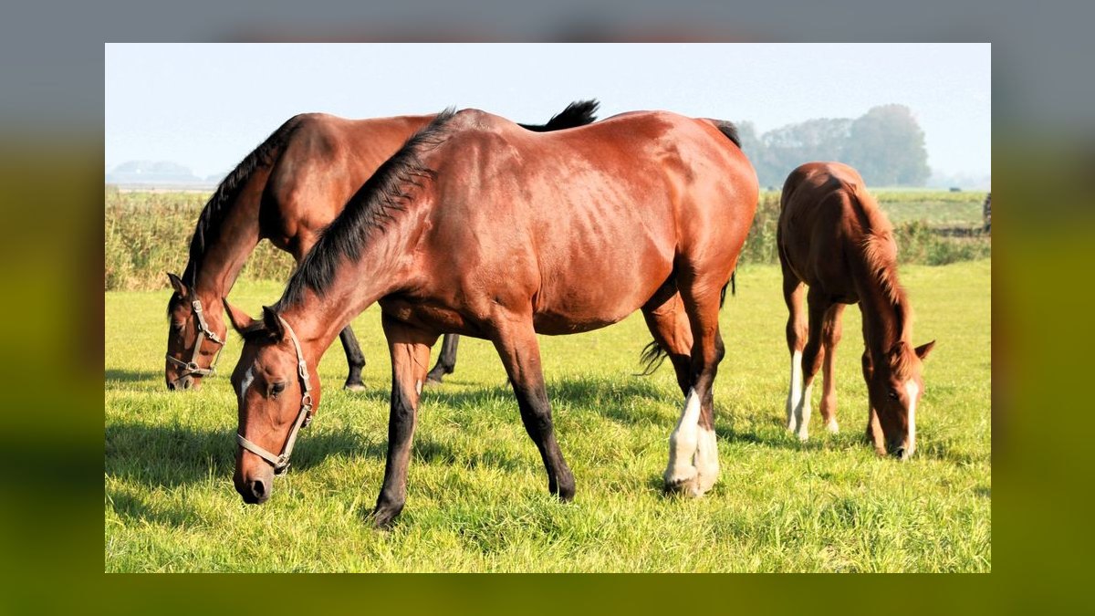 What are the key sales KPIs for the equine breeding industry in 2027 — figure 5