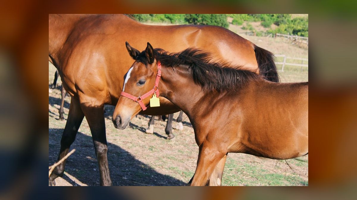 What are the key sales KPIs for the equine breeding industry in 2027 — figure 6