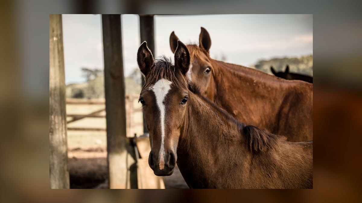What are the key sales KPIs for the equine breeding industry in 2027 — figure 8