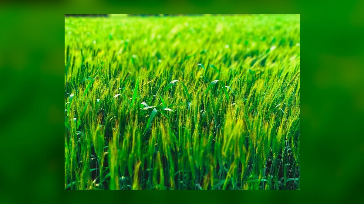 Yield per Acre in Agriculture: Precision Farming’s Revenue Impact KPI in 2027 — figure 5