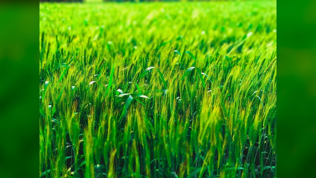 Top 10 Agriculture Yield per Acre and Revenue per Crop Metrics in 2027 — figure 2
