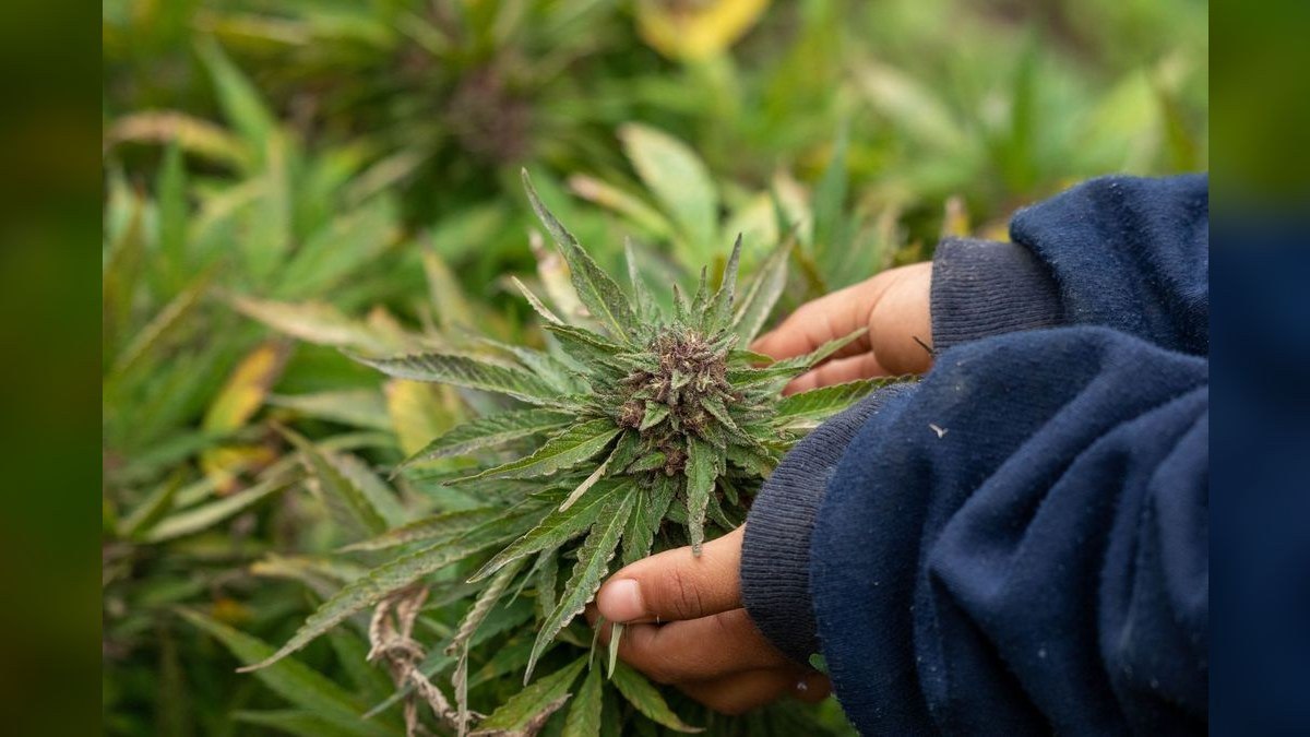 Top 10 Cannabis Cultivation Revenue KPIs in 2027