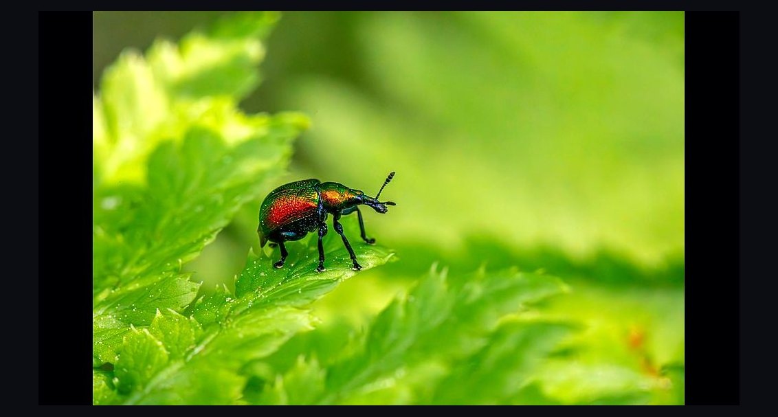 Top 10 Pest Control Revenue KPIs in 2027