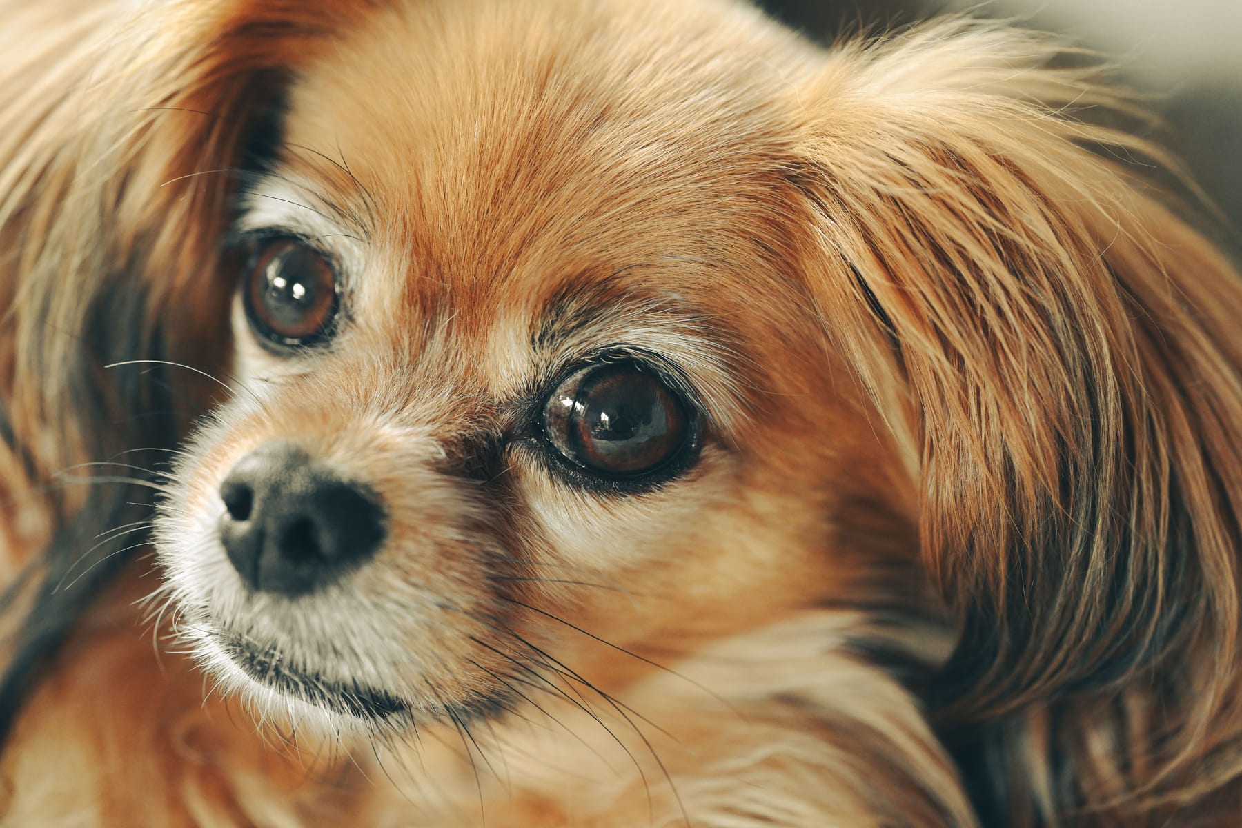 Top 10 Dog Breeds for Families in 2027 — figure 1