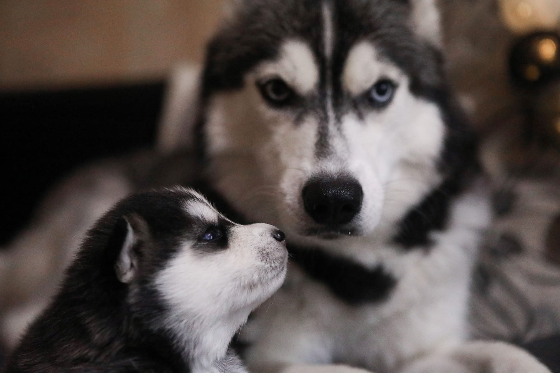 Top 10 Dog Breeds for Families in 2027 — figure 2
