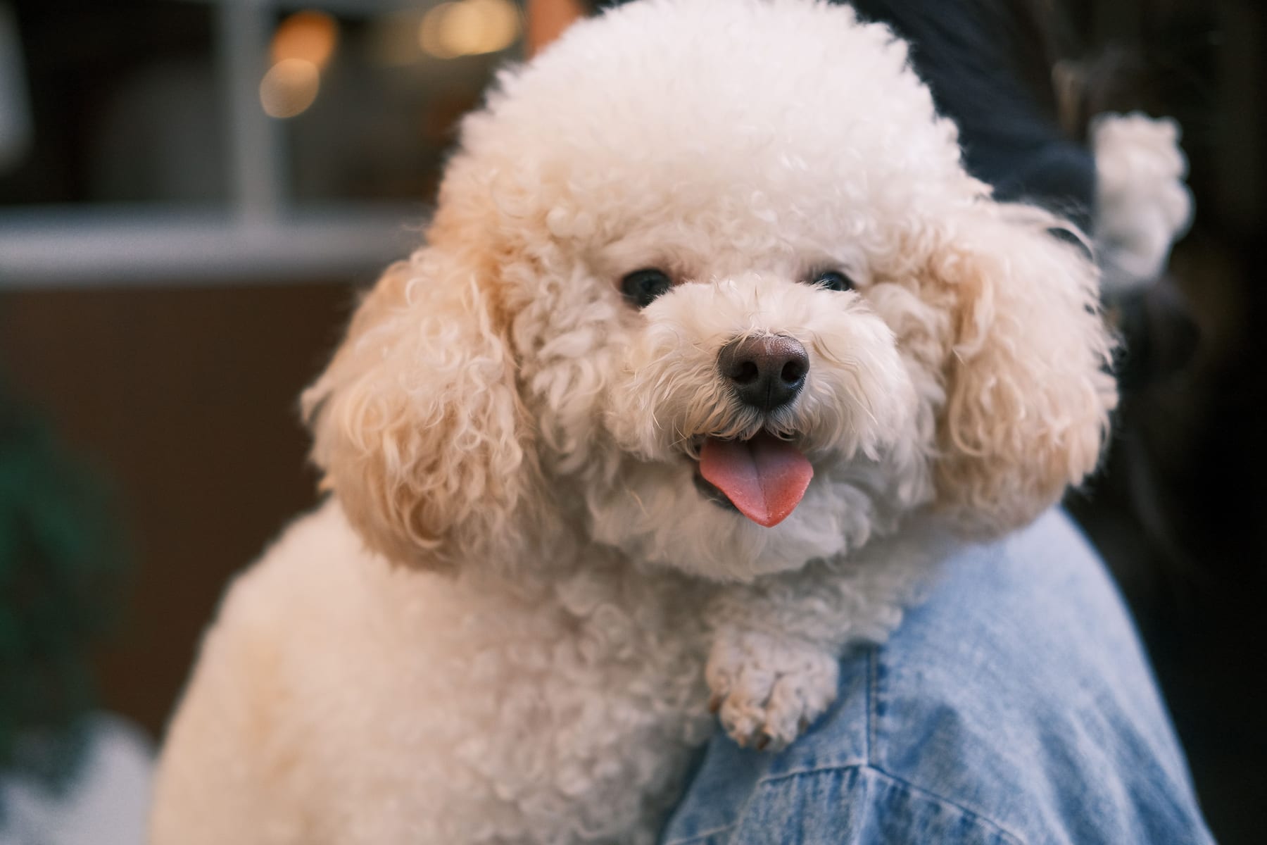 Top 10 Dog Breeds for Families in 2027 — figure 3