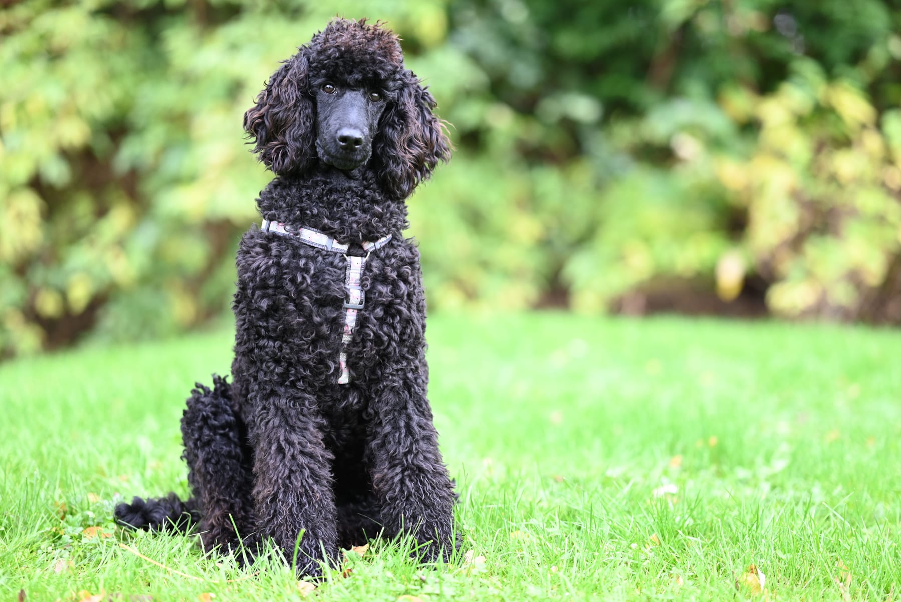 Top 10 Dog Breeds for Families in 2027 — figure 4