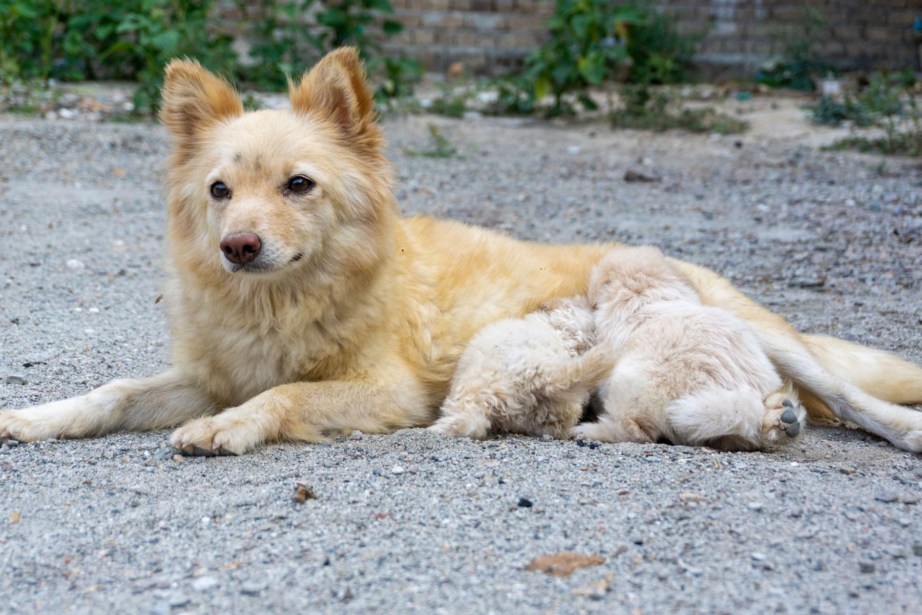 Top 10 Dog Breeds for Families in 2027 — figure 5