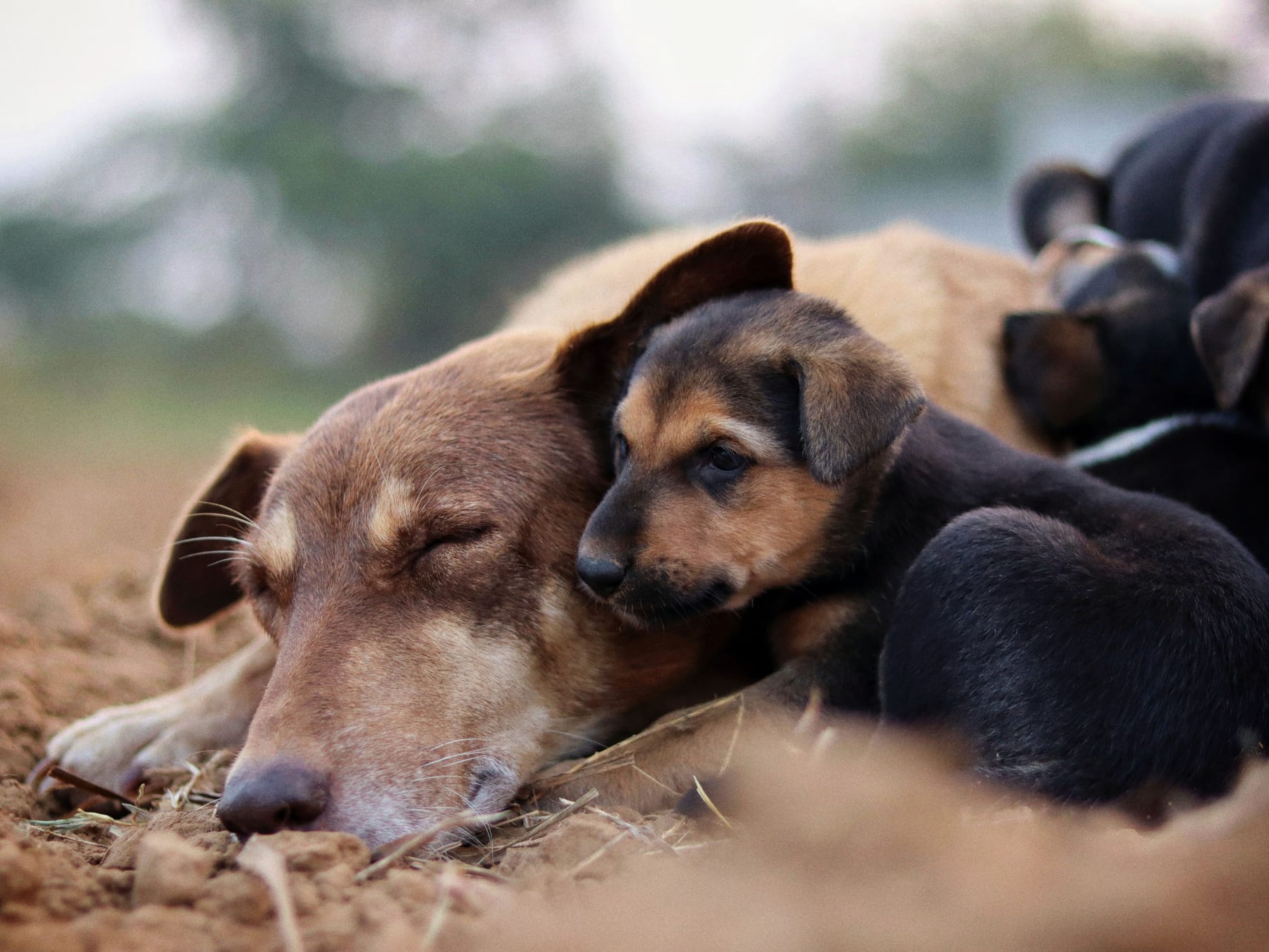 Top 10 Dog Breeds for Families in 2027 — figure 6
