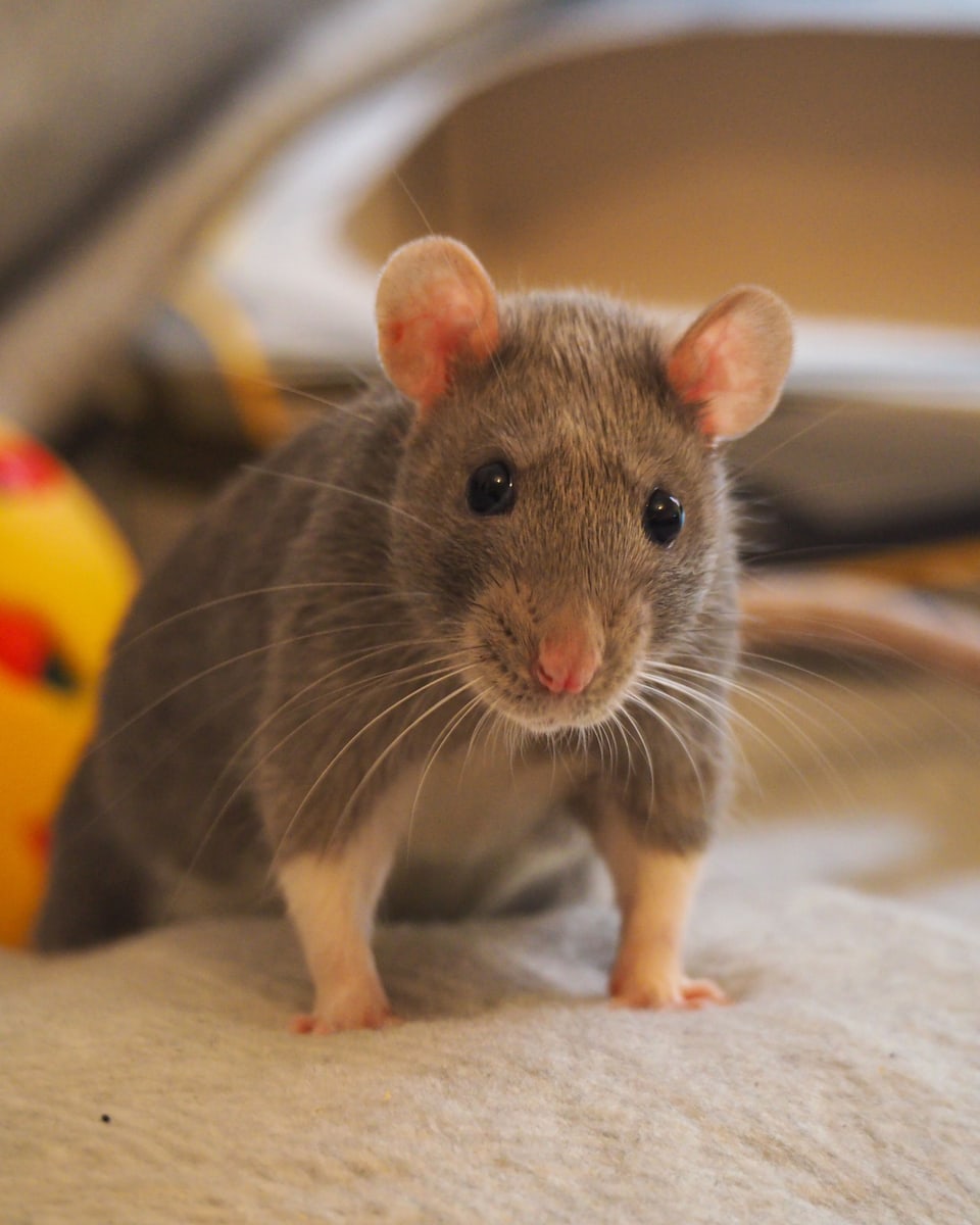 Rat (Fancy Rat)
