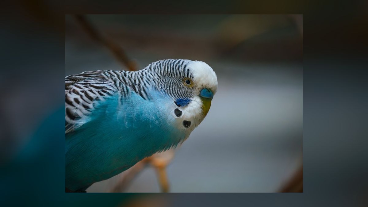 Top 10 Small Pet Breeds for Children in 2027 — figure 10