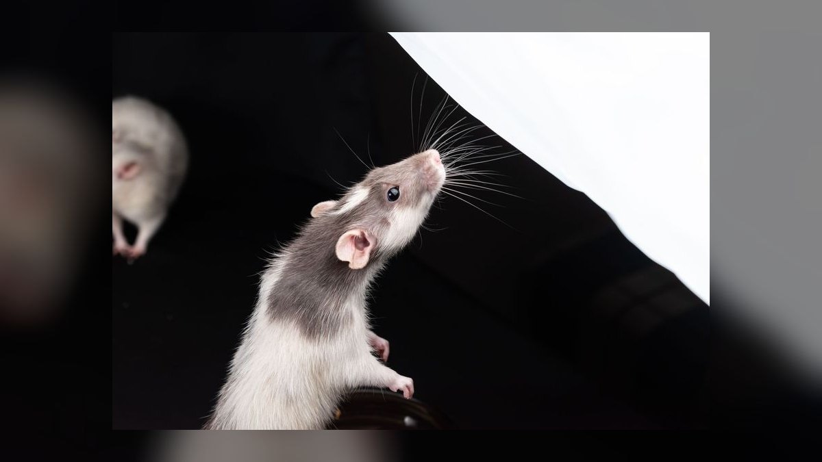 Top 10 Small Pet Breeds for Children in 2027 — figure 2
