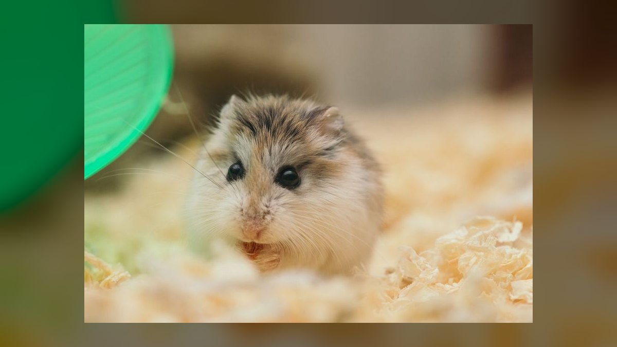 Top 10 Small Pet Breeds for Children in 2027 — figure 3