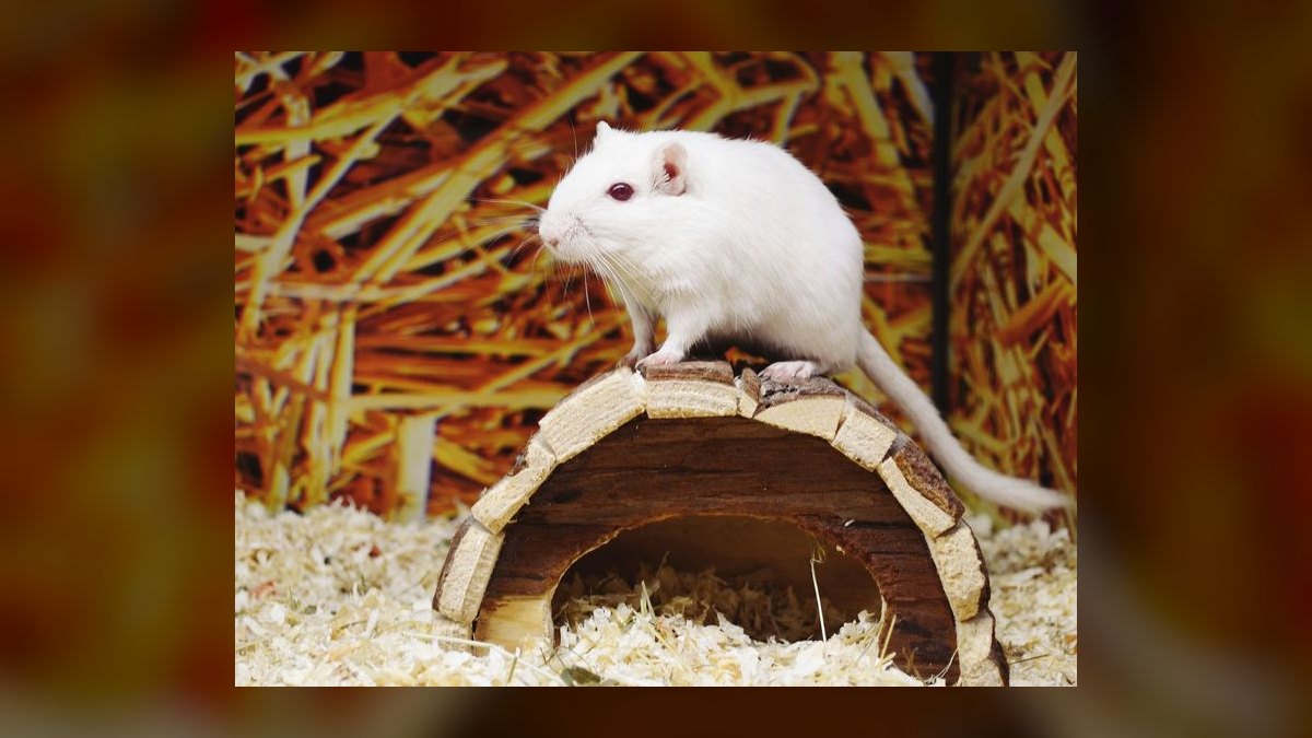 Top 10 Small Pet Breeds for Children in 2027 — figure 4