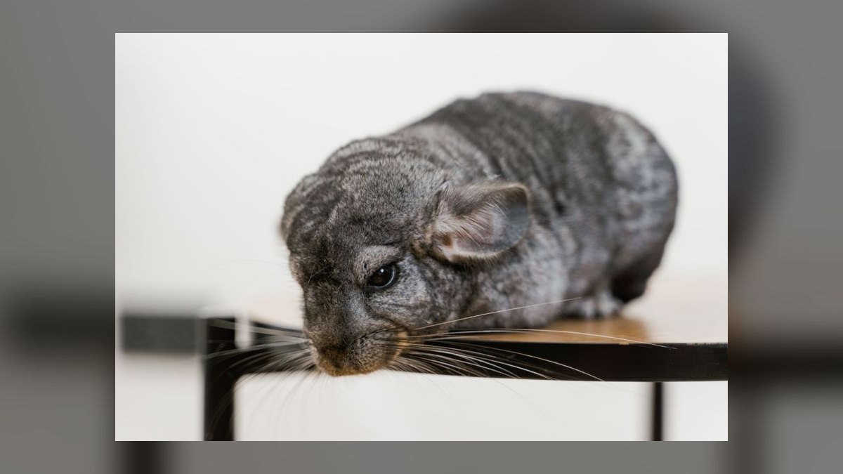 Top 10 Small Pet Breeds for Children in 2027 — figure 5