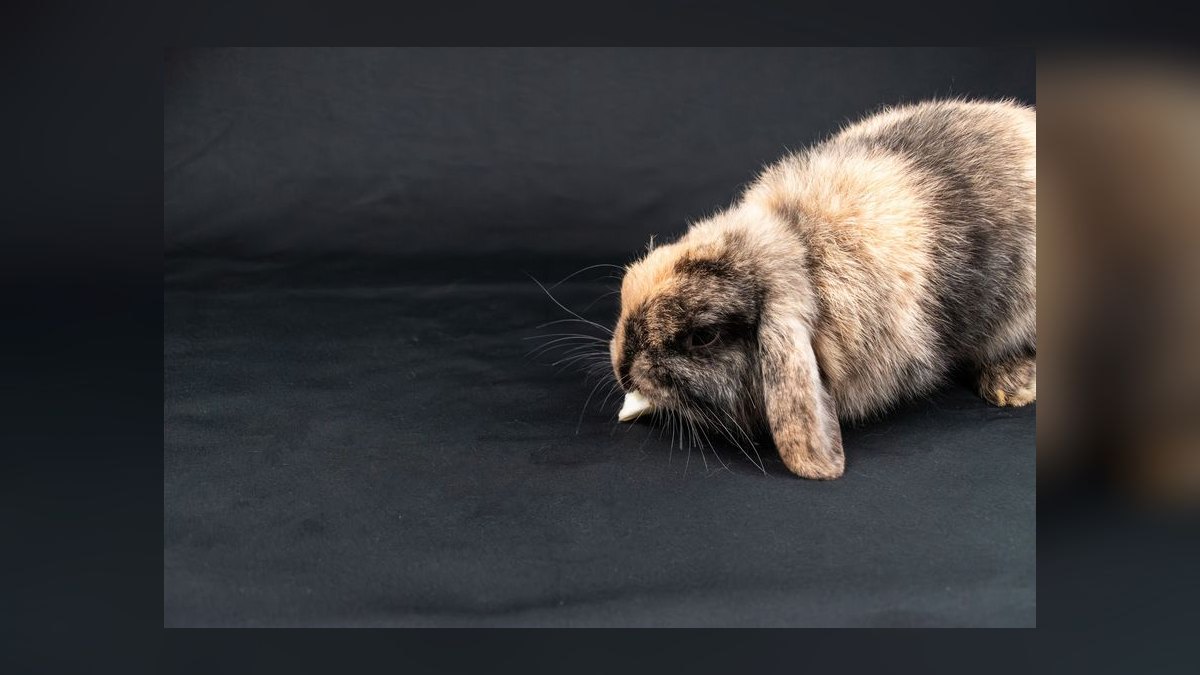 Top 10 Small Pet Breeds for Children in 2027 — figure 6