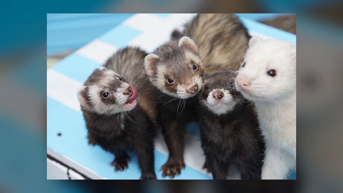 Top 10 Small Pet Breeds for Children in 2027 — figure 7