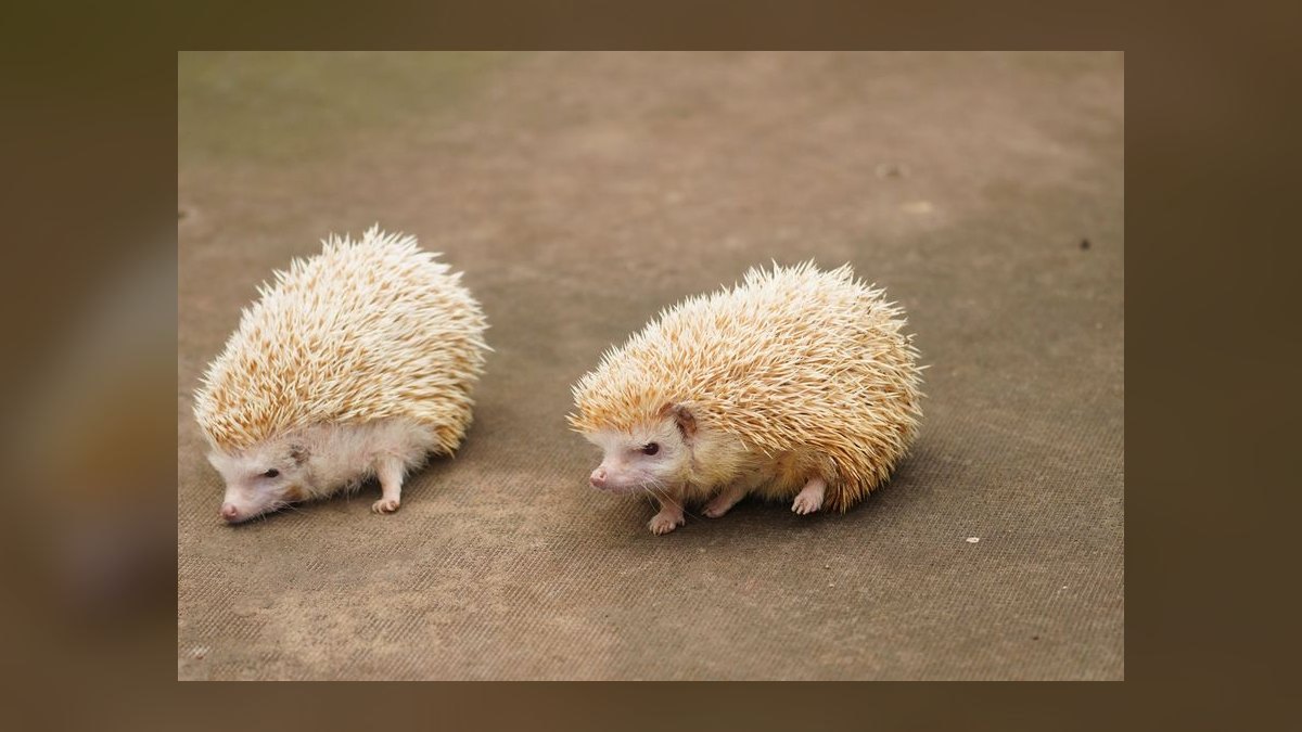 Top 10 Small Pet Breeds for Children in 2027 — figure 8