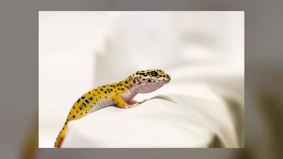 Top 10 Small Pet Breeds for Children in 2027 — figure 9