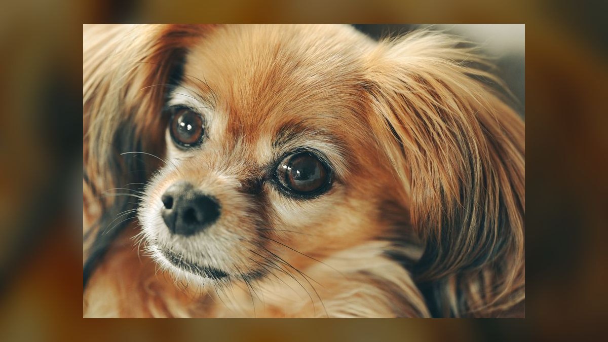 Top 10 Small Pet Breeds for Children in 2027
