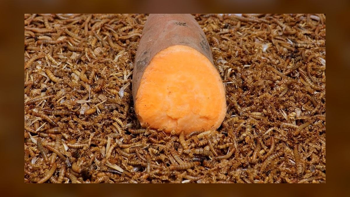 Top 10 Insect-Based Pet Foods for 2027 — figure 6