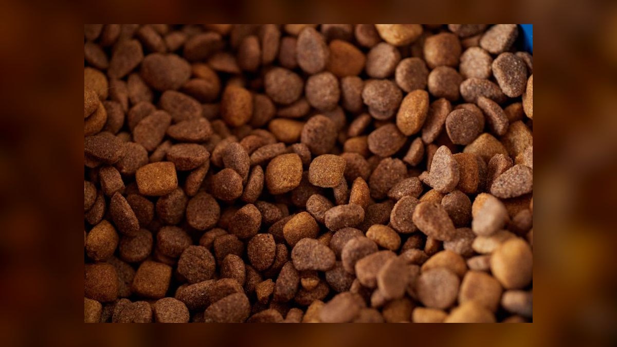 Top 10 Insect-Based Pet Foods for 2027