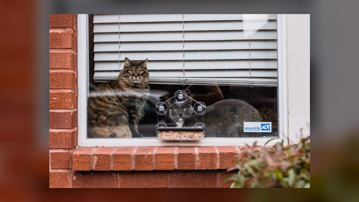 Top 10 Smart Pet Feeders for 2027 — figure 3