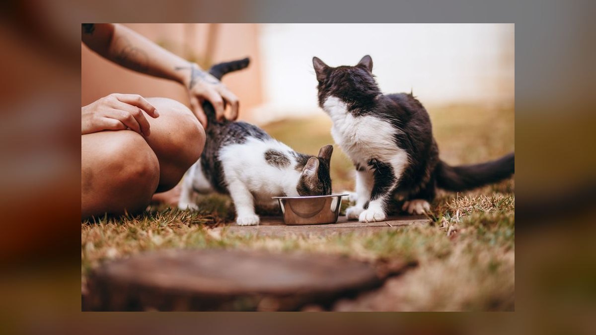 Top 10 Smart Pet Feeders for 2027 — figure 5