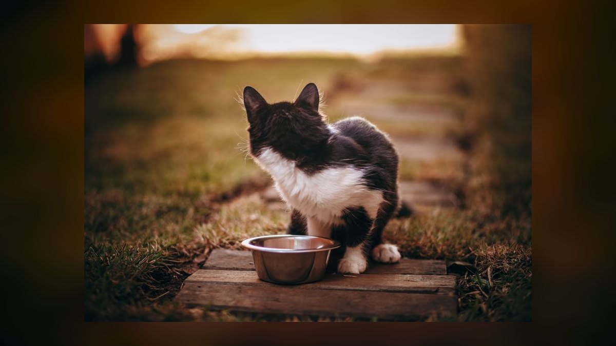Top 10 Smart Pet Feeders for 2027 — figure 7