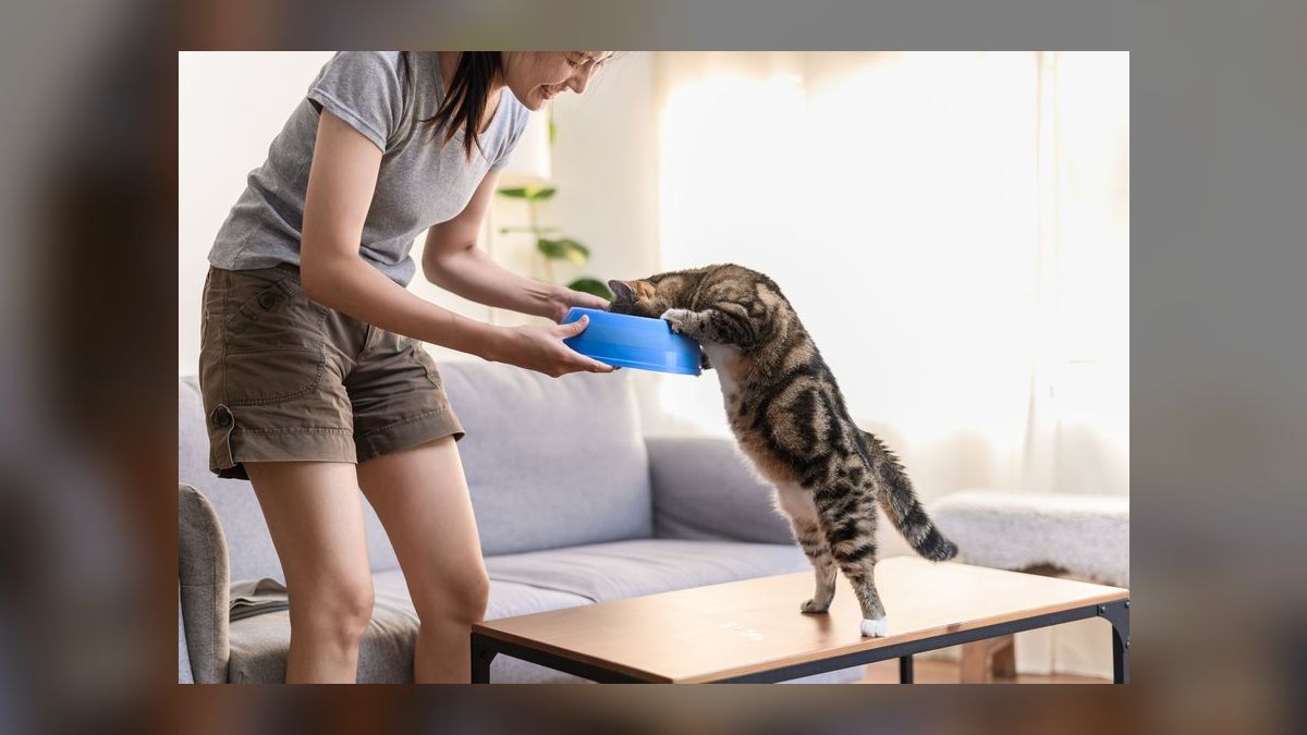 Top 10 Smart Pet Feeders for 2027 — figure 8
