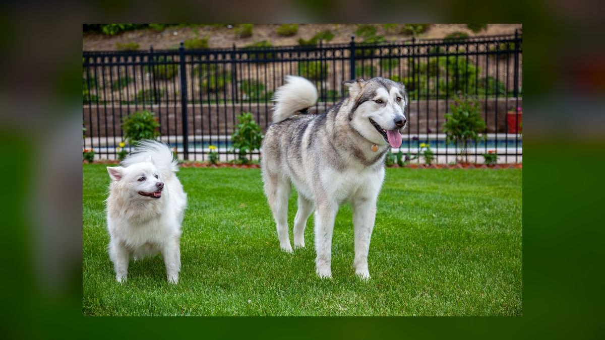Top 10 GPS Pet Trackers for 2027 — figure 10