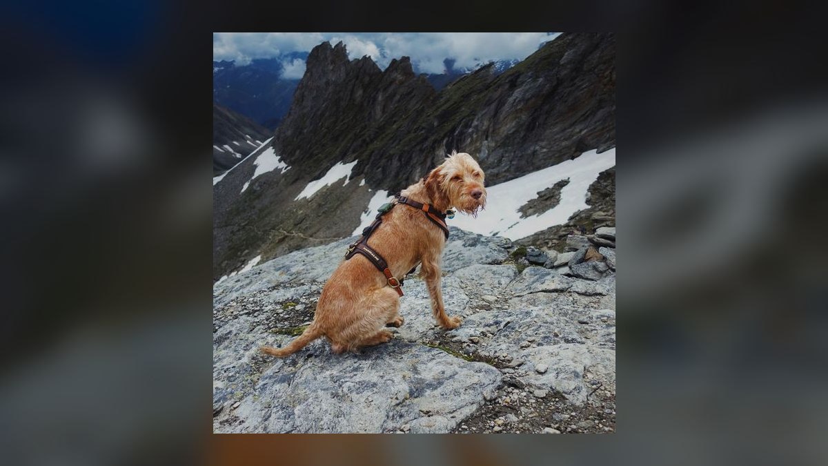 Top 10 GPS Pet Trackers for 2027 — figure 3