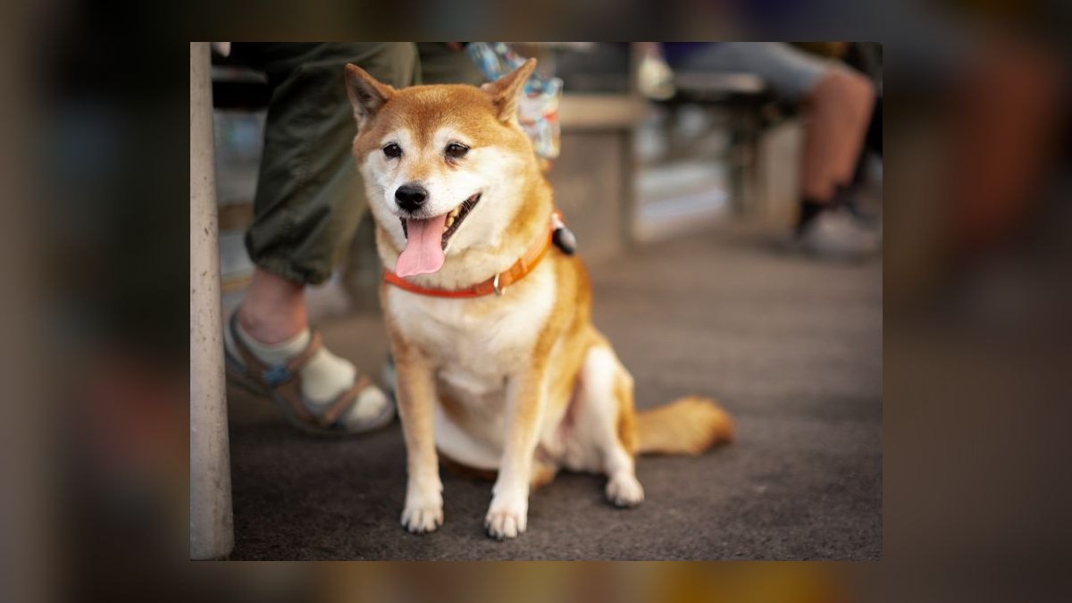 Top 10 GPS Pet Trackers for 2027 — figure 4