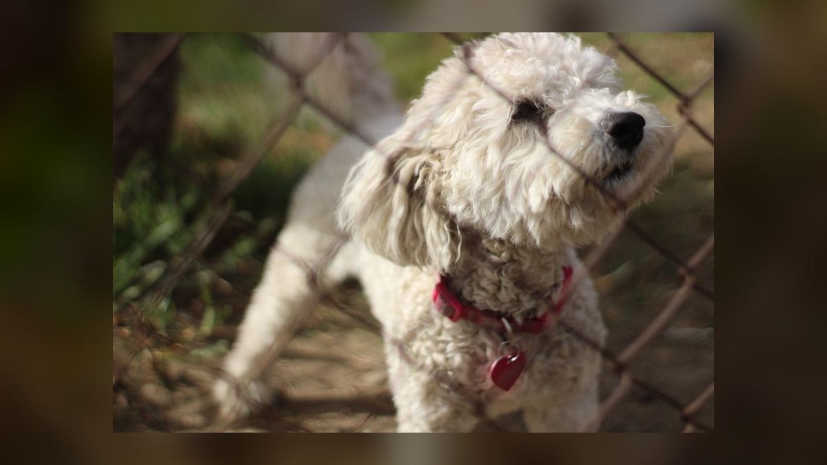 Top 10 GPS Pet Trackers for 2027 — figure 5