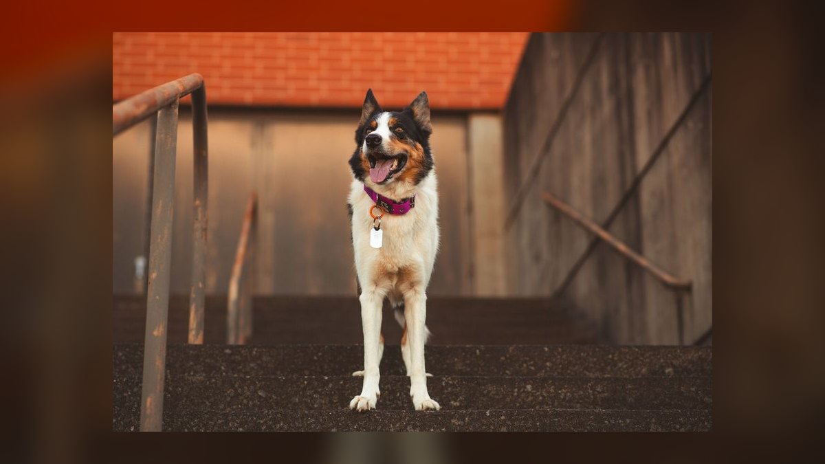 Top 10 GPS Pet Trackers for 2027 — figure 6