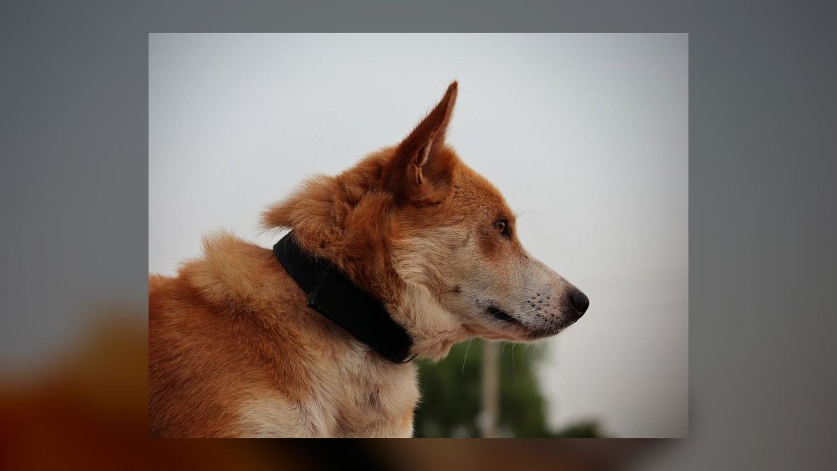 Top 10 GPS Pet Trackers for 2027 — figure 9