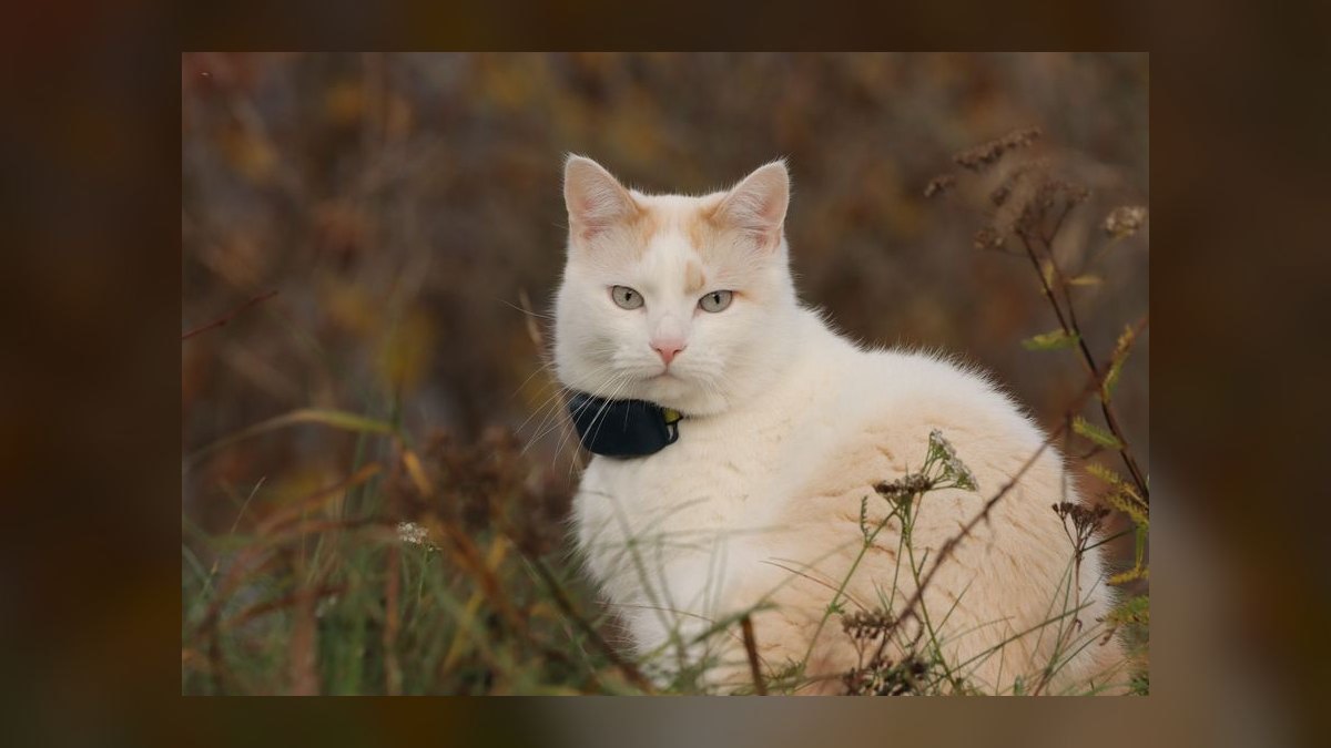 Top 10 GPS Pet Trackers for 2027
