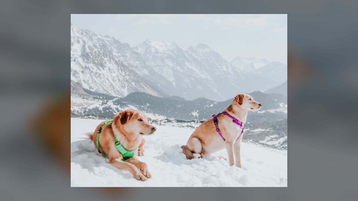 Top 10 Dog Harnesses for Hiking in 2027 — figure 1