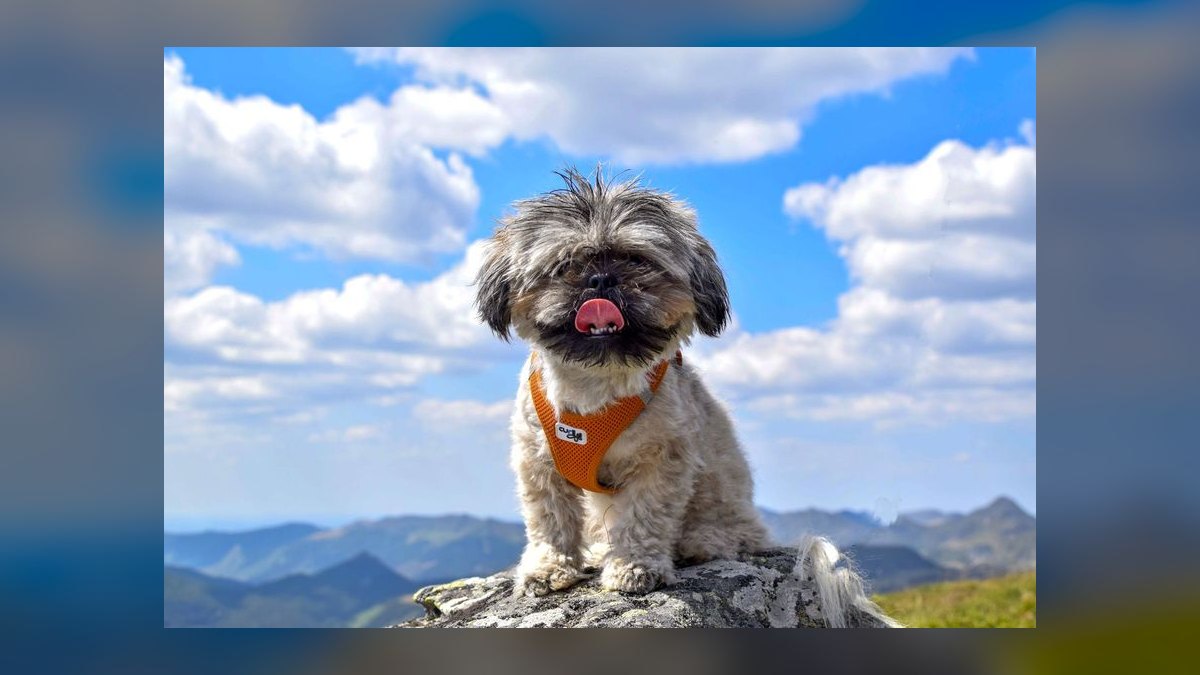 Top 10 Dog Harnesses for Hiking in 2027 — figure 10