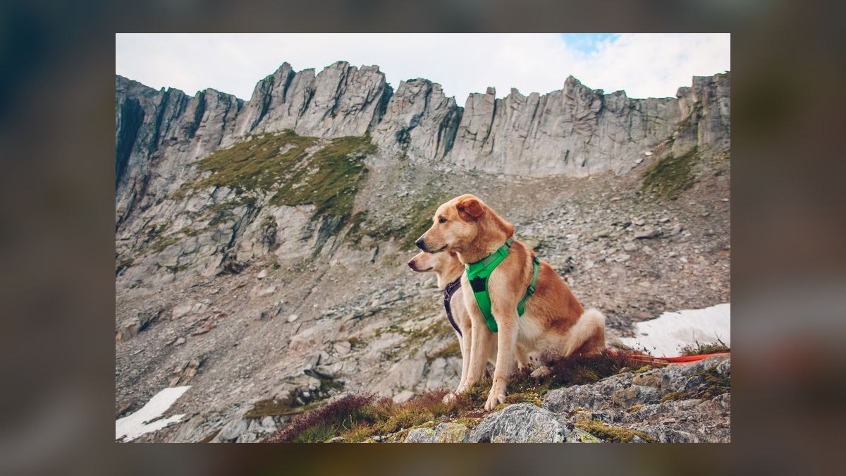 Top 10 Dog Harnesses for Hiking in 2027 — figure 2