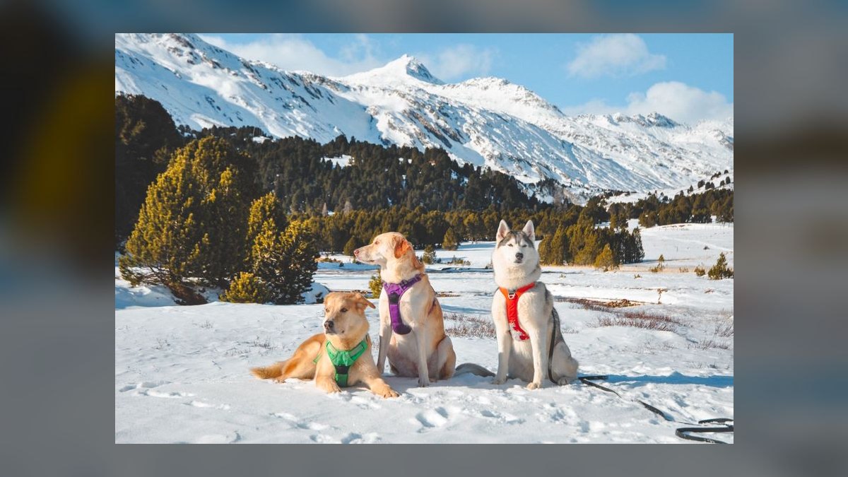 Top 10 Dog Harnesses for Hiking in 2027 — figure 3