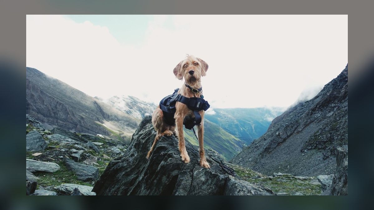 Top 10 Dog Harnesses for Hiking in 2027 — figure 4