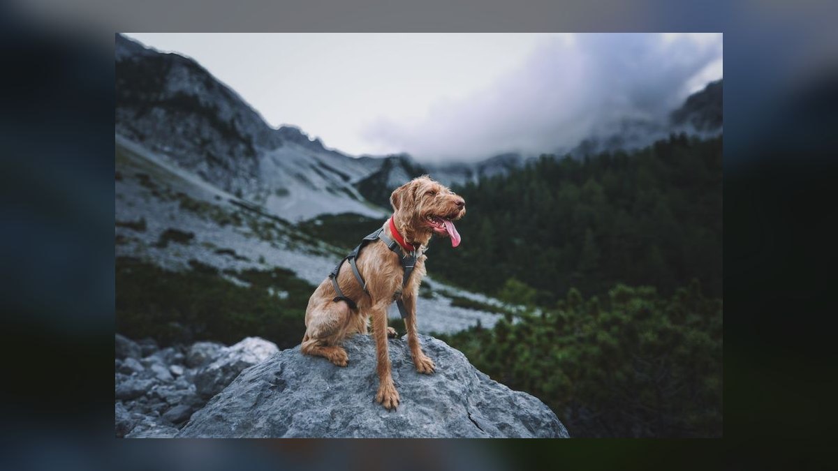 Top 10 Dog Harnesses for Hiking in 2027 — figure 5