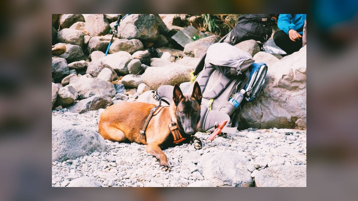 Top 10 Dog Harnesses for Hiking in 2027 — figure 6